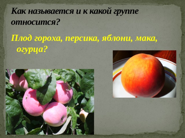 Как называется и к какой группе относится? Плод гороха, персика, яблони, мака, огурца?  