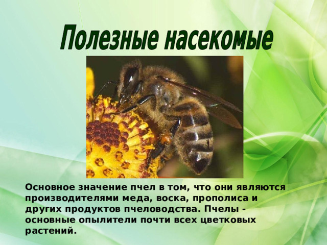 Основное значение пчел в том, что они являются производителями меда, воска, прополиса и других продуктов пчеловодства. Пчелы - основные опылители почти всех цветковых растений. 
