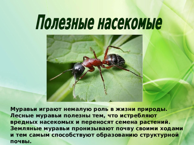Муравьи играют немалую роль в жизни природы. Лесные муравьи полезны тем, что истребляют вредных насекомых и переносят семена растений. Земляные муравьи пронизывают почву своими ходами и тем самым способствуют образованию структурной почвы. 