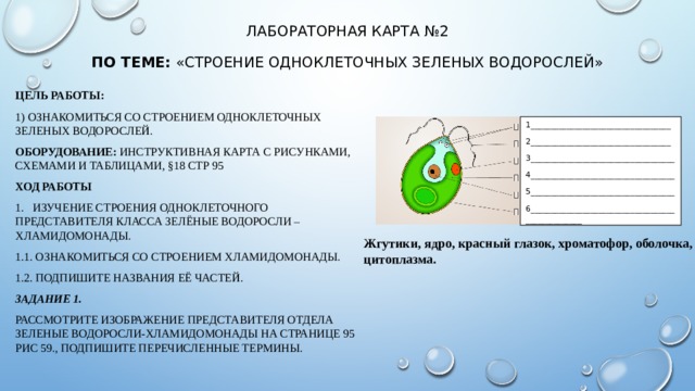 Лабораторная карта №2   по теме:  «Строение одноклеточных зеленых водорослей» Цель работы:   1) Ознакомиться со строением одноклеточных зеленых водорослей. Оборудование:  инструктивная карта с рисунками, схемами и таблицами, §18 стр 95 Ход работы 1. Изучение строения одноклеточного представителя класса Зелёные водоросли – хламидомонады. 1.1. Ознакомиться со строением хламидомонады. 1.2. Подпишите названия её частей. Задание 1.  Рассмотрите изображение представителя отдела Зеленые водоросли-хламидомонады на странице 95 рис 59., подпишите перечисленные термины. 1___________________________________ 2___________________________________ 3____________________________________ 4____________________________________ 5____________________________________ 6__________________________________________________ Жгутики, ядро, красный глазок, хроматофор, оболочка, цитоплазма. 