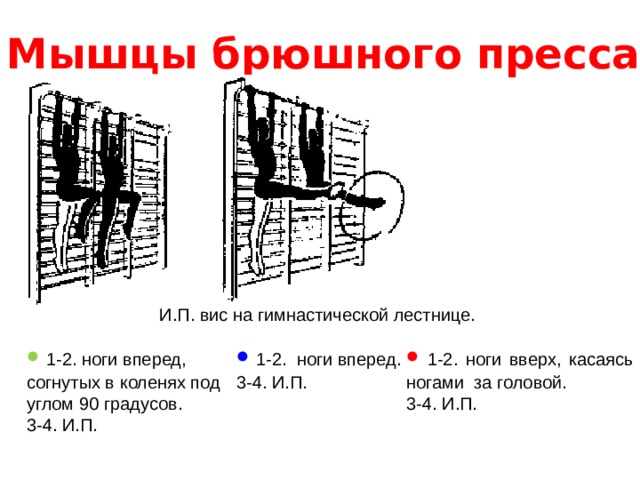 Мышцы брюшного пресса И.П. вис на гимнастической лестнице.   1-2. ноги вперед. 3-4. И.П.   1-2. ноги вверх, касаясь ногами за головой. 3-4. И.П.   1-2. ноги вперед, согнутых в коленях под углом 90 градусов. 3-4. И.П. 