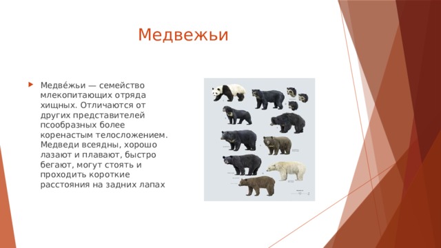  Медвежьи Медве́жьи — семейство млекопитающих отряда хищных. Отличаются от других представителей псообразных более коренастым телосложением. Медведи всеядны, хорошо лазают и плавают, быстро бегают, могут стоять и проходить короткие расстояния на задних лапах 
