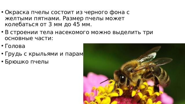 Окраска пчелы состоит из черного фона с желтыми пятнами. Размер пчелы может колебаться от 3 мм до 45 мм. В строении тела насекомого можно выделить три основные части: Голова Грудь с крыльями и парами ног Брюшко пчелы 