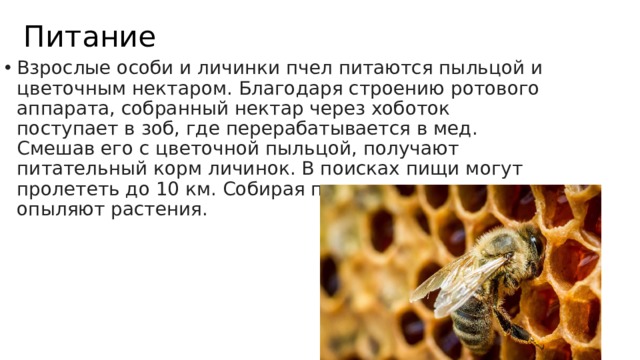 Питание Взрослые особи и личинки пчел питаются пыльцой и цветочным нектаром. Благодаря строению ротового аппарата, собранный нектар через хоботок поступает в зоб, где перерабатывается в мед. Смешав его с цветочной пыльцой, получают питательный корм личинок. В поисках пищи могут пролететь до 10 км. Собирая пыльцу, пчелы опыляют растения. 