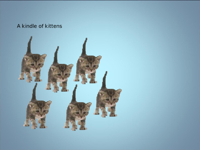 A kindle of kittens 