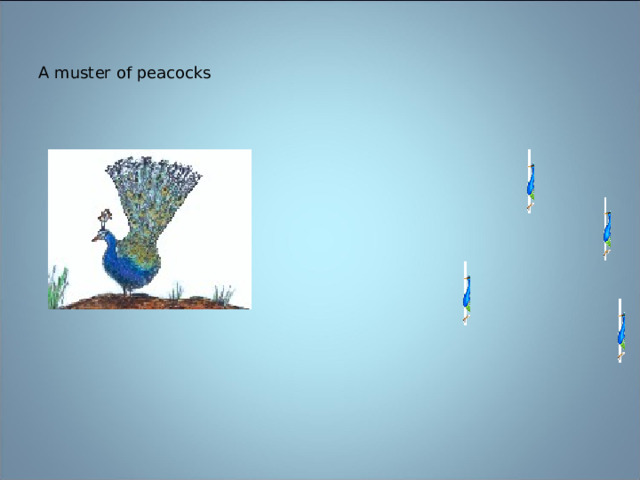 A muster of peacocks 