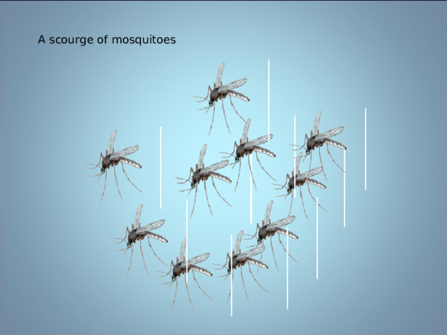 A scourge of mosquitoes 