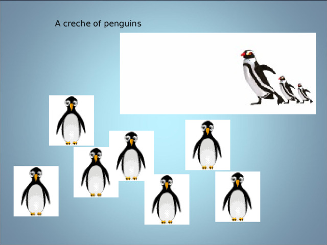  A creche of penguins 