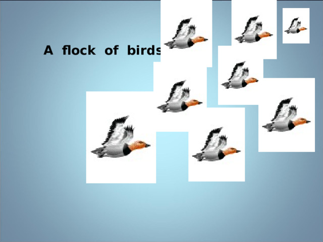 A flock of birds 