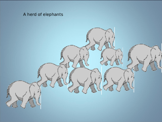 A herd of elephants 