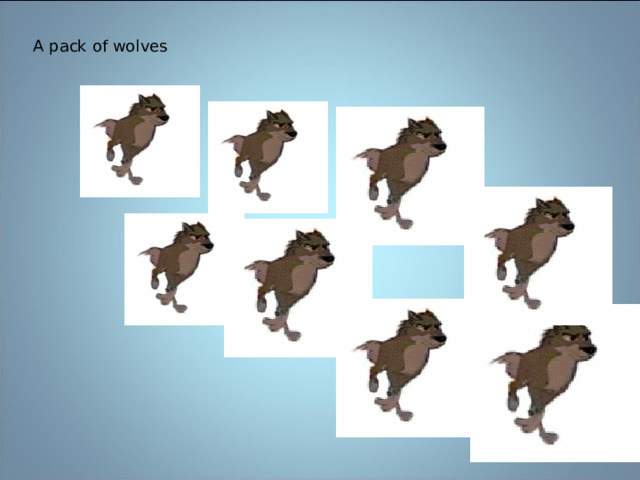 A pack of wolves 