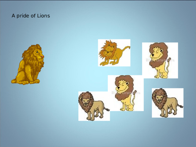 A pride of Lions 