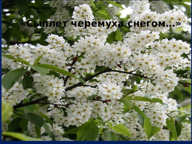 Сыплет черемуха снегом рисунок