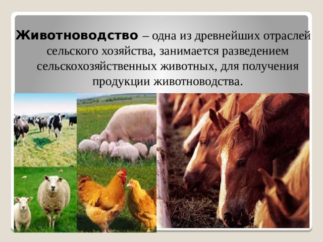 Животноводство – одна из древнейших отраслей сельского хозяйства, занимается разведением сельскохозяйственных животных, для получения продукции животноводства. 
