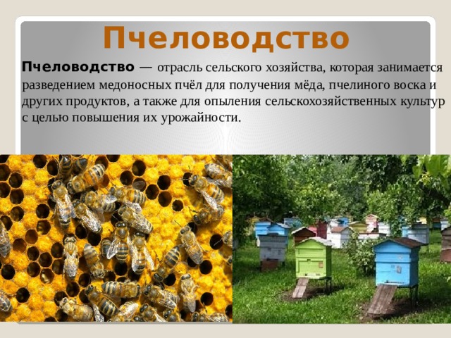  Пчеловодство  Пчеловодство  — отрасль сельского хозяйства, которая занимается разведением медоносных пчёл для получения мёда, пчелиного воска и других продуктов, а также для опыления сельскохозяйственных культур с целью повышения их урожайности. 