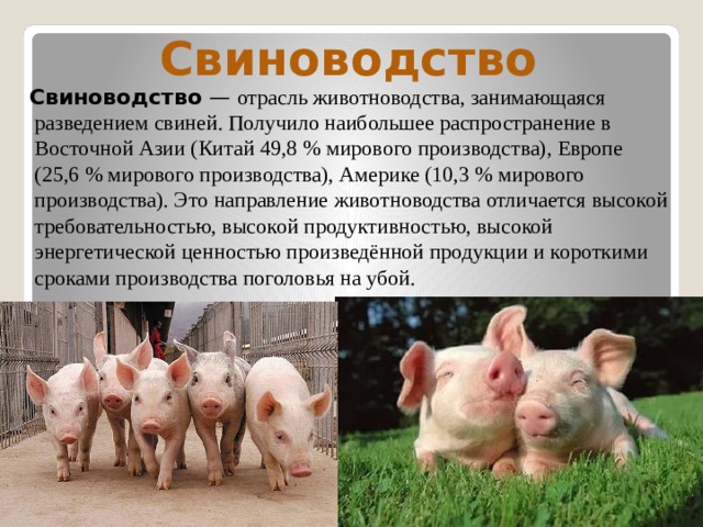  Свиноводство  Свиноводство  — отрасль животноводства, занимающаяся разведением свиней. Получило наибольшее распространение в Восточной Азии (Китай 49,8 % мирового производства), Европе (25,6 % мирового производства), Америке (10,3 % мирового производства). Это направление животноводства отличается высокой требовательностью, высокой продуктивностью, высокой энергетической ценностью произведённой продукции и короткими сроками производства поголовья на убой. 