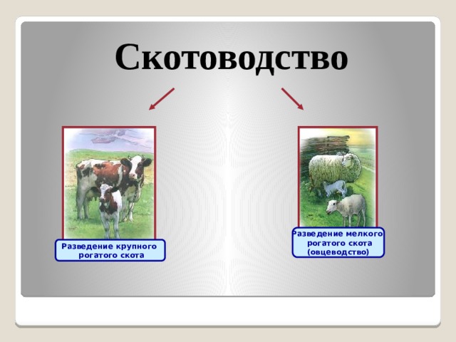 Скотоводство Разведение мелкого  рогатого скота (овцеводство) Разведение крупного  рогатого скота 