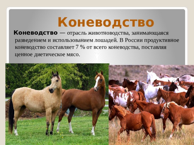  Коневодство  Коневодство  —  отрасль животноводства, занимающаяся разведением и использованием лошадей. В России продуктивное коневодство составляет 7 % от всего коневодства, поставляя ценное диетическое мясо. 