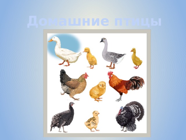 Домашние птицы 
