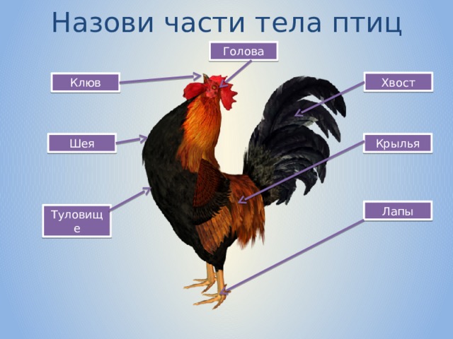 Назови части тела птиц Голова Хвост Клюв Крылья Шея Лапы Туловище 