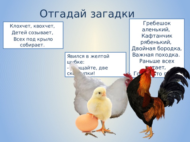 Отгадай загадки Гребешок аленький, Кафтанчик рябенький, Двойная бородка, Важная походка. Раньше всех встает, Голосисто поет.  Клохчет, квохчет, Детей созывает, Всех под крыло собирает.  Явился в желтой шубке: - Прощайте, две скорлупки! 