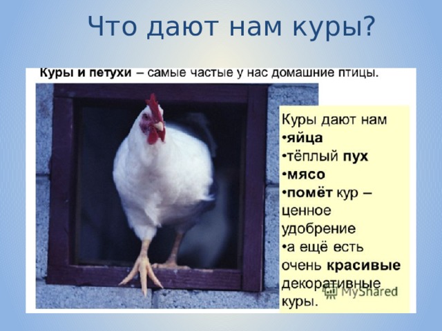 Что дают нам куры? 
