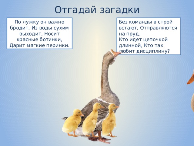 Отгадай загадки По лужку он важно бродит, Из воды сухим выходит, Носит красные ботинки, Дарит мягкие перинки. Без команды в строй встают, Отправляются на пруд. Кто идет цепочкой длинной, Кто так любит дисциплину? 