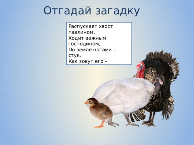 Отгадай загадку Распускает хвост павлином, Ходит важным господином, По земле ногами – стук, Как зовут его – 