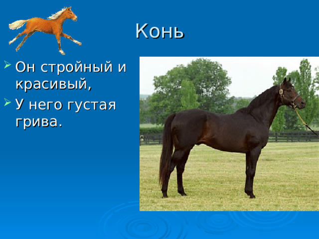 Конь Он стройный и красивый , У него густая грива . 