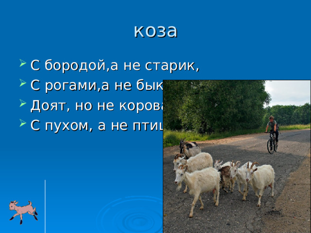 коза С бородой , а не старик , С рогами , а не бык . Доят , но не корова , С пухом , а не птица . 
