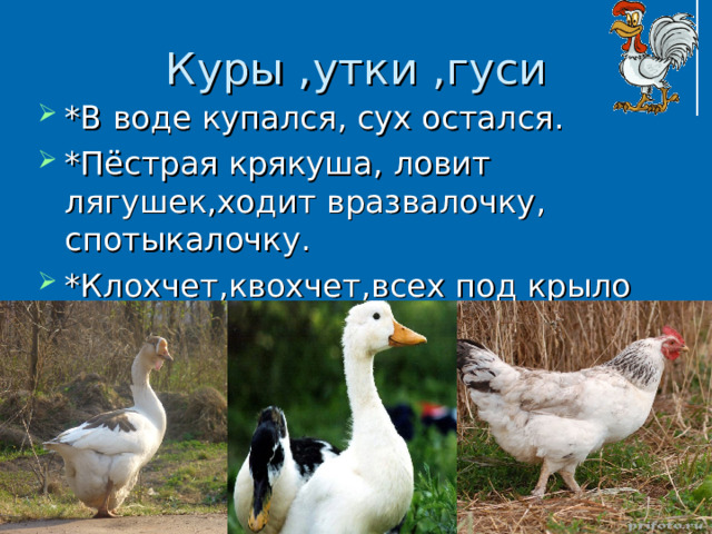 Куры , утки , гуси * В воде купался , сух остался . * Пёстрая крякуша , ловит лягушек , ходит вразвалочку , c потыкалочку . * Клохчет , квохчет , всех под крыло собирает . 