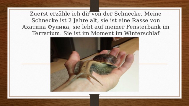 Zuerst erzähle ich dir von der Schnecke. Meine Schnecke ist 2 Jahre alt, sie ist eine Rasse von Ахатина Фулика, sie lebt auf meiner Fensterbank im Terrarium. Sie ist im Moment im Winterschlaf 