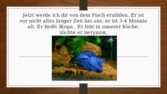 Jetzt werde ich dir von dem Fisch erzählen. Er ist vor nicht allzu langer Zeit bei uns, er ist 3-4 Monate alt. Er heißt Жора . Er lebt in unserer Küche. züchte er петушок. 
