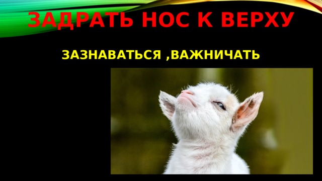 Что означает фразеологизм носом к носу. Смотреть фото Что означает фразеологизм носом к носу. Смотреть картинку Что означает фразеологизм носом к носу. Картинка про Что означает фразеологизм носом к носу. Фото Что означает фразеологизм носом к носу