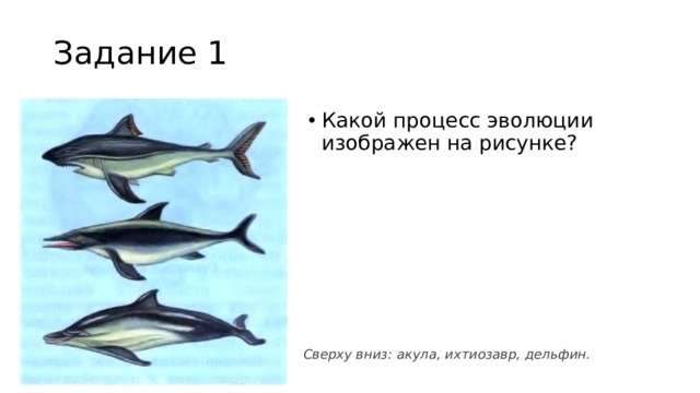 Задание 1 Какой процесс эволюции изображен на рисунке? Сверху вниз: акула, ихтиозавр, дельфин. 