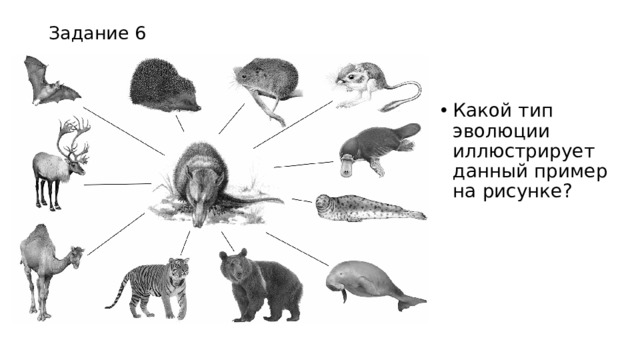 Задание 6 Какой тип эволюции иллюстрирует данный пример на рисунке? 