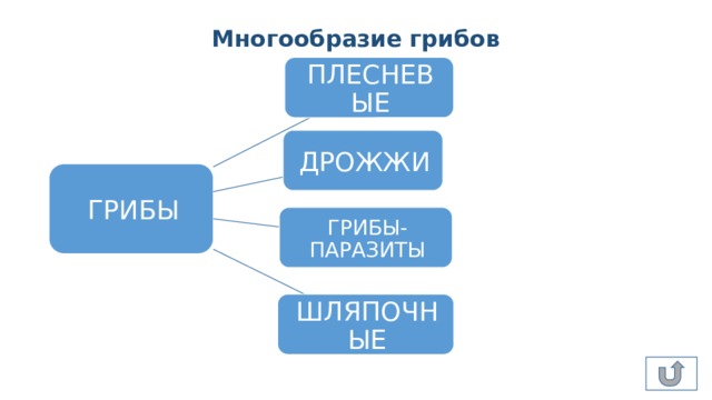 Многообразие грибов ПЛЕСНЕВЫЕ ДРОЖЖИ ГРИБЫ ГРИБЫ-ПАРАЗИТЫ ШЛЯПОЧНЫЕ 