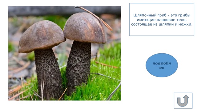 Для грибов характерен рост. Имеет плодовое тело, состоящее из ножки и шляпки.. Для грибов характерно. Гриб имеет подвижные веки.