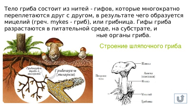 Тело гриба состоит. Тело гриба образовано гифами. Грибы состоящие из гиф. Тело грибов состоит из гифов.