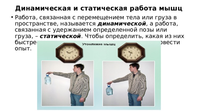 Динамическая и статическая работа мышц Работа, связанная с перемещением тела или груза в пространстве, называется  динамической , а работа, связанная с удержанием определенной позы или груза, –  статической . Чтобы определить, какая из них быстрее вызывает утомление мышц, можно провести опыт. Возьмите портфель с книгами, засеките время по секундомеру и держите портфель в отведенной в сторону руке столько, сколько сможете. Вначале рука неподвижна. Затем она незаметно начинает опускаться и рывком поднимается. Это первый признак утомления. Лицо краснеет. Рука начинает подрагивать. В конце опыта может начаться заметная дрожь. Снижается координация движений. Тело может покачнуться, а портфель – выпасть из руки. Наконец, рука с портфелем опускается. Опыт закончен.  