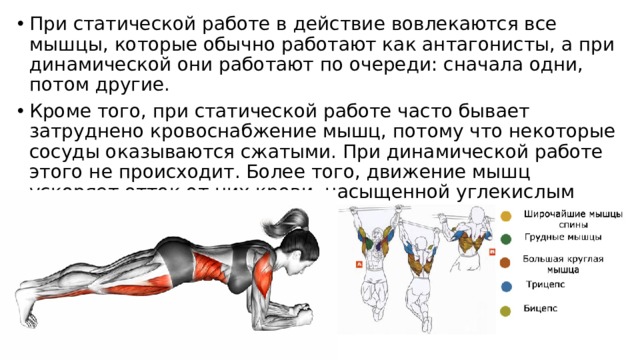 При статической работе в действие вовлекаются все мышцы, которые обычно работают как антагонисты, а при динамической они работают по очереди: сначала одни, потом другие. Кроме того, при статической работе часто бывает затруднено кровоснабжение мышц, потому что некоторые сосуды оказываются сжатыми. При динамической работе этого не происходит. Более того, движение мышц ускоряет отток от них крови, насыщенной углекислым газом и другими продуктами распада. Для каждого человека необходимый ритм работы и оптимальная нагрузка подбираются индивидуально, в зависимости от физического состояния и здоровья. Нужно уметь правильно работать и отдыхать: делать кратковременные перерывы, переключаясь с одного вида деятельности на другой. Чередование физической и умственной нагрузки снимает утомление и повышает работоспособность.  