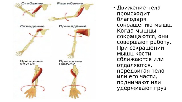 Движение тела происходит благодаря сокращению мышц. Когда мышцы сокращаются, они совершают работу. При сокращении мышц кости сближаются или отдаляются, передвигая тело или его части, поднимают или удерживают груз. 