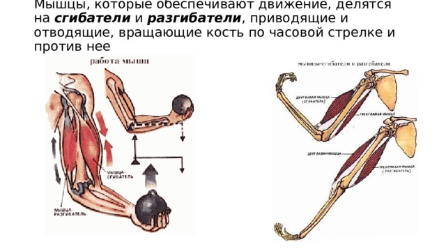 Работа мышц 8 класс