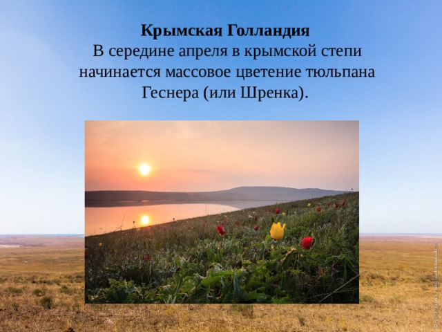 Крымская Голландия  В середине апреля в крымской степи начинается массовое цветение тюльпана Геснера (или Шренка). 