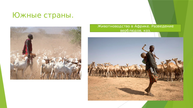Южные страны. Животноводство в Африке. Разведение верблюдов, коз. 
