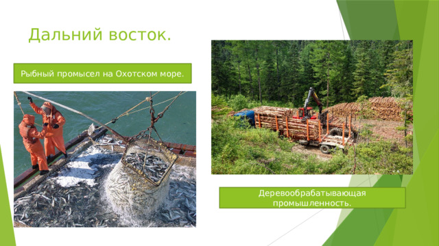 Дальний восток. Рыбный промысел на Охотском море. Деревообрабатывающая промышленность. 