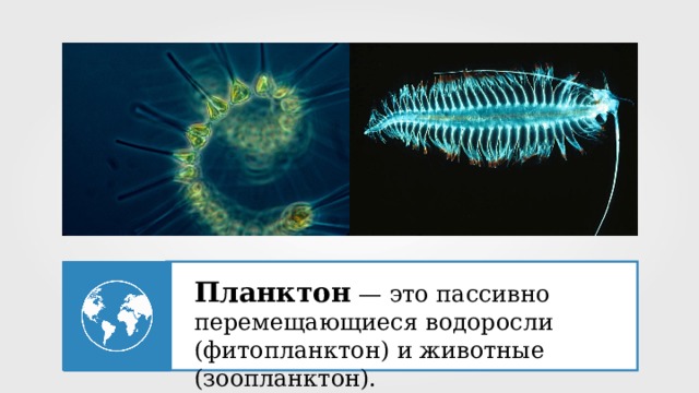 Планктон  — это пассивно перемещающиеся водоросли (фитопланктон) и животные (зоопланктон). 