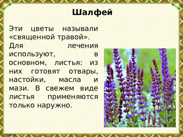 Шалфей   Эти цветы называли «священной травой». Для лечения используют, в основном, листья: из них готовят отвары, настойки, масла и мази. В свежем виде листья применяются только наружно. 