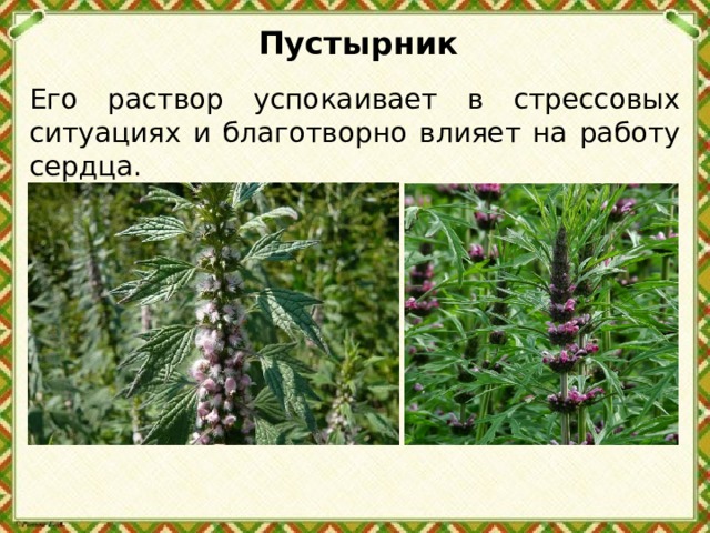  Пустырник   Его раствор успокаивает в стрессовых ситуациях и благотворно влияет на работу сердца. 