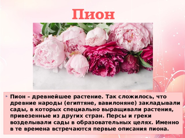  Пион Пион – древнейшее растение. Так сложилось, что древние народы (египтяне, вавилоняне) закладывали сады, в которых специально выращивали растения, привезенные из других стран. Персы и греки возделывали сады в образовательных целях. Именно в те времена встречаются первые описания пиона. 